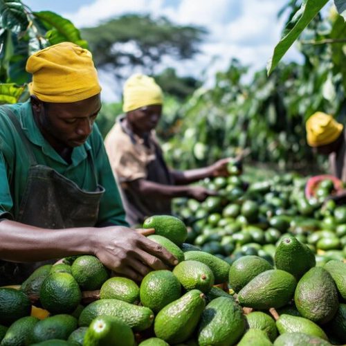 Averdeo avocado farmer